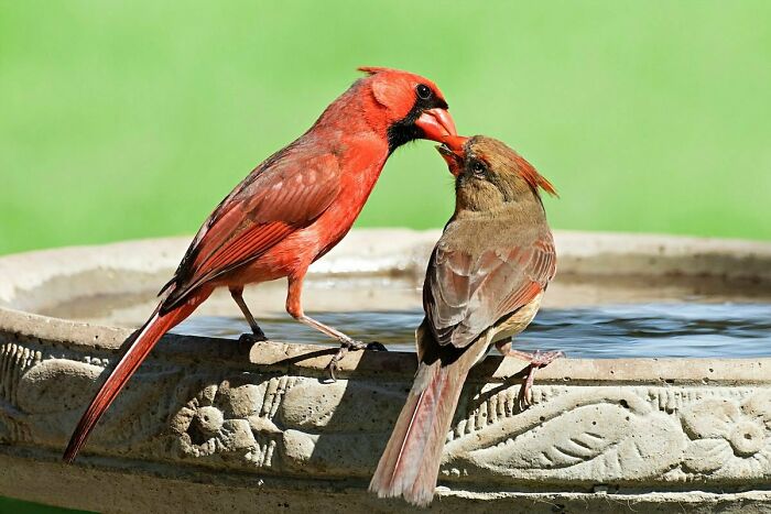 The Male Cardinal Will Feed The Female Cardinal When They Are Courting, And Again When The Female Is Incubating The Nest And Can't Forage For Herself. The Female Will Request Food Similar To That Of A Baby Bird By Opening Her Beak And Fluttering Her Wings