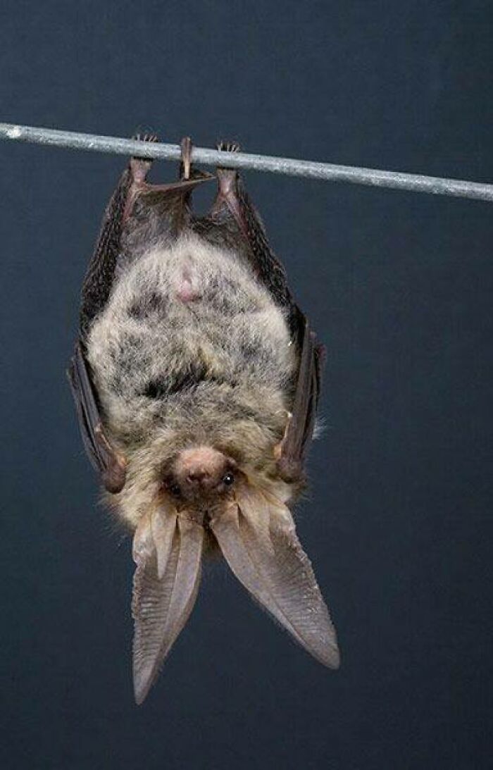 Bats Are Too Small And Their Hearts Are Too Powerful For Blood To Pool In Their Heads While Hanging Upside Down