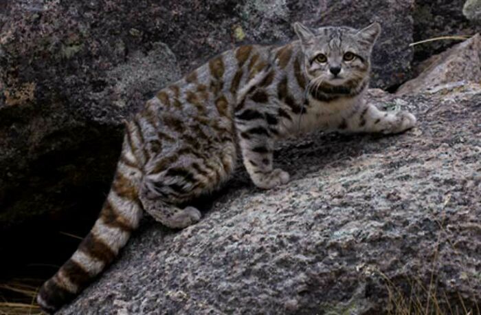 The Andean Mountain Cat Is Known To Live At High Elevations: 1,800 M (5,900 Ft) In The Southern Andes To Over 4,000 M (13,000 Ft) In Chile, Bolivia And Central Peru. It Has Ashy-Gray Fur, A Grey Head And Somewhat Rounded Ears. The Cat Is Listed As Endangered; Less Than 1500 Are Thought To Exist