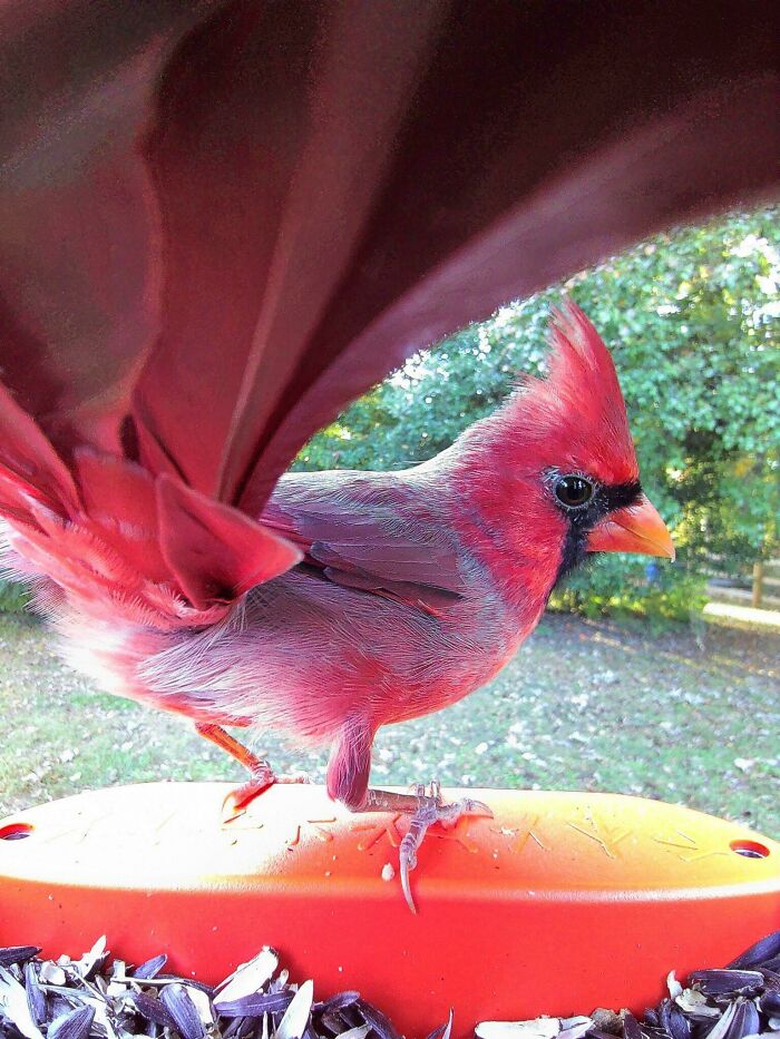 The Male Cardinal Fiercely Defends Its Breeding Territory From Other Males. When A Male Sees Its Reflection In Glass Surfaces, It Frequently Will Spend Hours Fighting The Imaginary Intruder
