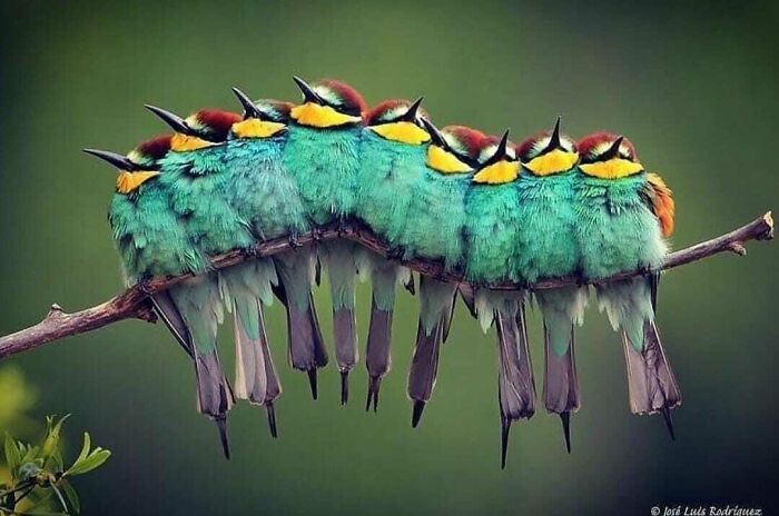 European Bee Eaters Are Richly Colored Birds Native To Europe, Western Asia And Africa. They Usually Live In Colonies And Prefer To Have Close Contact With Each Other, Often Huddling Together On A Common Perch In Groups Like This For Comfort And Warmth