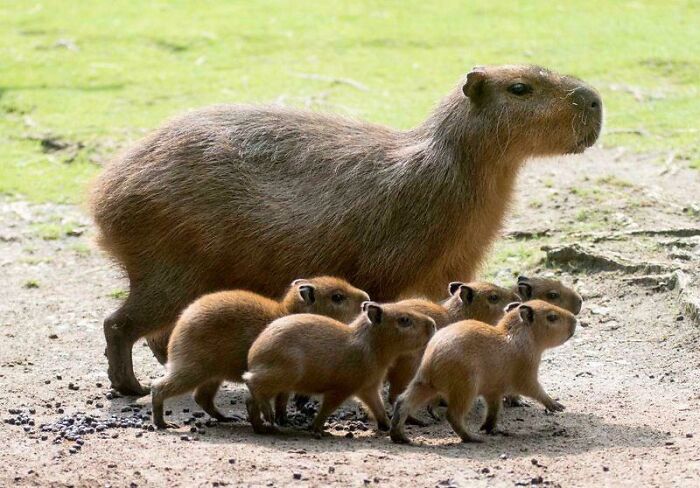 Capybaras Are Highly Social, And Can Be In Groups As Large As 100 Members!