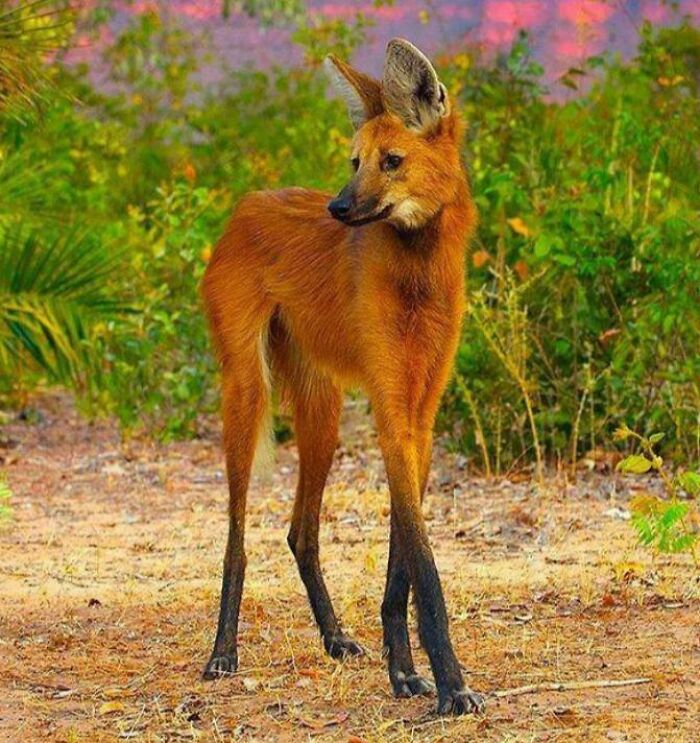 The Maned Wolf Is The One Of Largest Canid In South America. This Species Is The Only Member Of Its Genus. Although Technically, It Is Not A Fox Or A Wolf. Its Long Legs Are Likely An Adaptation To The Tall Grasslands Of Its Native Habitat
