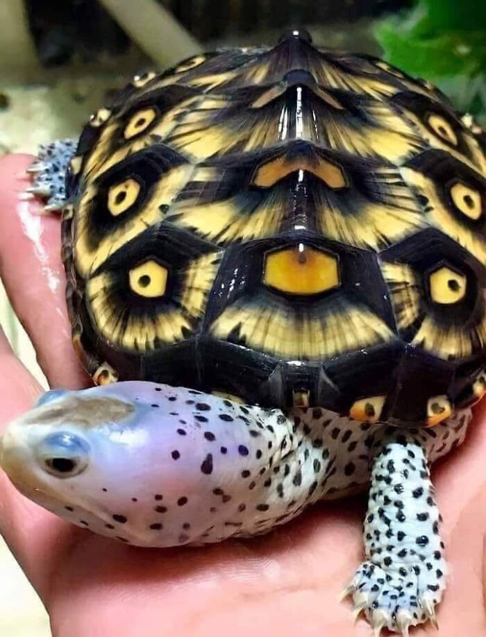 The Diamondback Terrapin Inhabits Brackish Tidal Areas Along The Eastern Us, From Cape Cod To The Florida Keys, And Bermuda. The Shell Can Vary In Color, Sometimes Quite Ornately, And Its Skin Often Has A Pattern Of Black Markings Or Spots. There Are Seven Known Subspecies Of Diamondback Terrapin