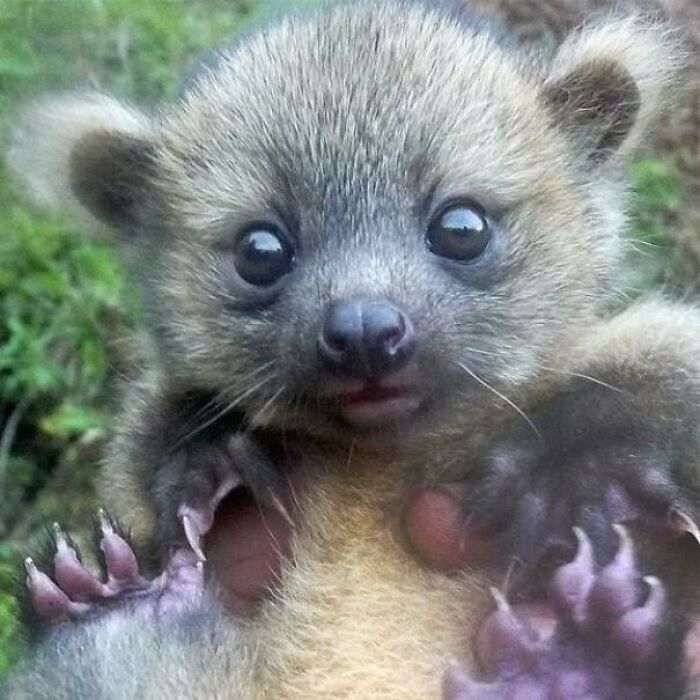 The Olinguito (Bassaricyon Neblina) Made Global Headlines When Scientists Announced Its Discovery In 2013, A Notable Event As This Was The First Carnivore Described In The Western Hemisphere Since The 1970s. It Is Native To The Forests Of Colombia And Ecuador. This Is A Photo Of A Baby Olinguito