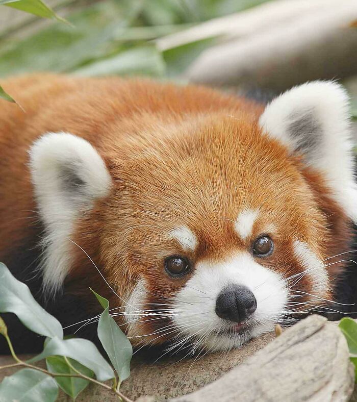 A Female Red Panda Was Recorded To Have Eaten 20,000 Bamboo Leaves In One Day! Red Pandas Need To Eat So Much Bamboo Because They Can Only Digest About 24% Of The Bamboo They Consume