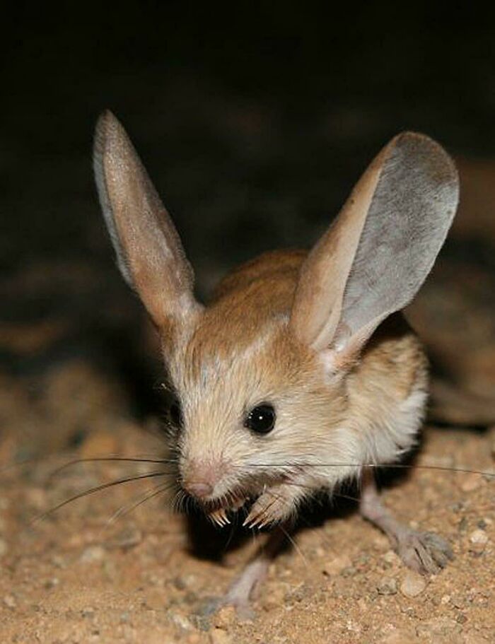 The Long-Eared Jerboa Has Ears That Are Two-Thirds As Long As Its Body
