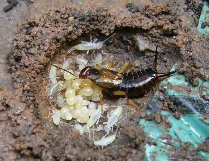 Earwigs Are Devoted Mothers. They Stay With Their Clutch And Clean The Eggs Until They Hatch And Defend Them From Predators. After Hatching, She Will Regurgitate Food For Them