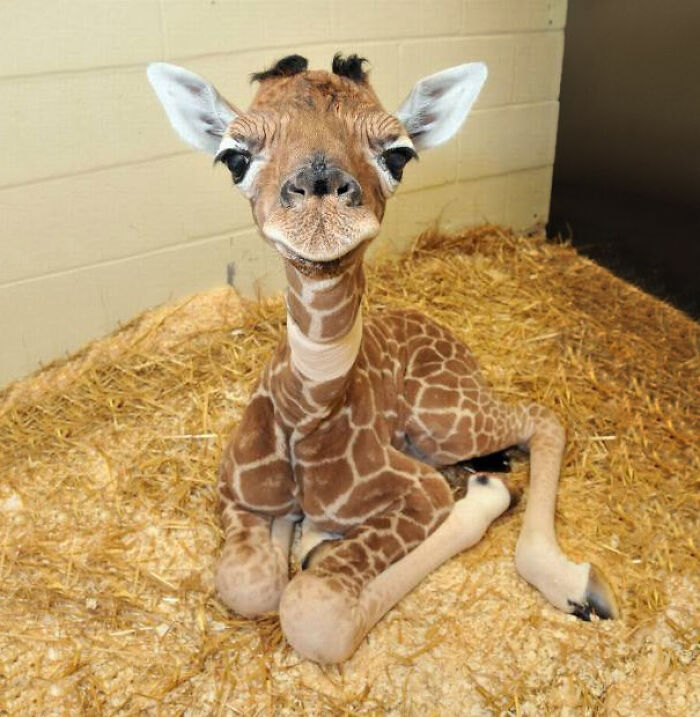 Esta es una jirafa bebé, las jirafas son los mamíferos más altos del planeta. Las jirafas bebés suelen ser capaces de ponerse de pie y caminar a las 5 horas de nacer. Están de pie la mayor parte de su vida y necesitan dormir muy poco. Además, tienen los bebés más adorables