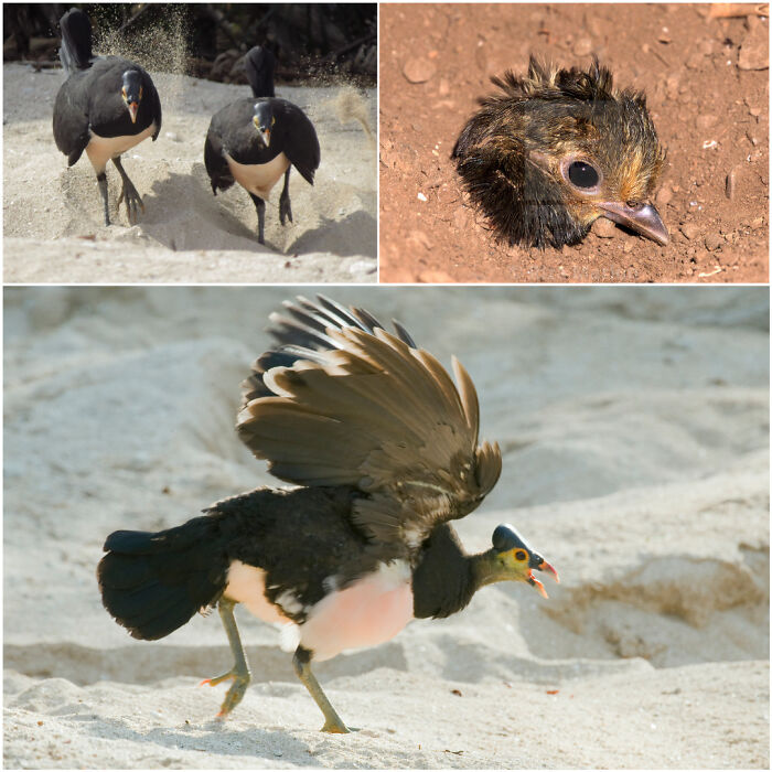Maleo Birds Live On Volcanic Islands And Use Geothermal Heat To Incubate Their Eggs. They Find A Spot At An Ideal Temperature (Around 33°c Or 91°f), Bury Their Eggs In A Sandy Hole, Then Leave And Never Return. The Hatchlings Dig Their Way Out - Born Totally Independent With The Ability To Fly