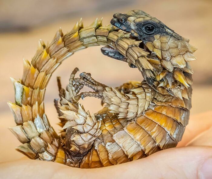 The Armadillo Girdled Lizard Gets Its Common Name From Its Unique Defensive Behavior; It Will Grab Its Tail In Its Mouth And Curl Up Into A Ball, Protected By Thick Scales And Spikes Along Its Back And Tail. Its Genus Name 'Ouroborus' Comes From The Mythical Serpent That Eats Its Own Tail