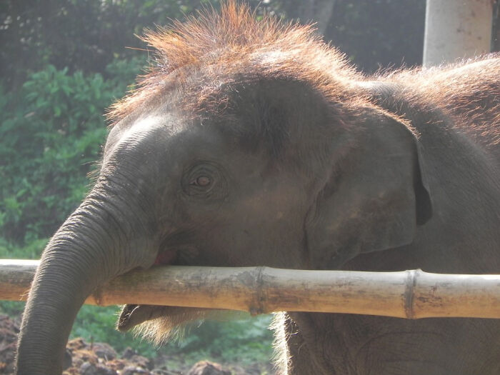 Asian Elephants Are Much Fuzzier Than African Elephants And Are Actually More Closely Related To Extinct Woolly Mammoths. Babies Are Often Born With A Full Head Of Hair, Which Usually Thins Out As They Age