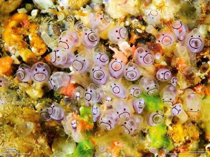 Sea Squirts! One Of The Few Invertebrate Chordates. When They’re Young, They Have A Backbone (Notochord) And A Brain, But They Lose Them At Maturity