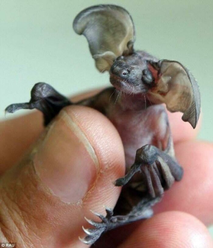 This Is A Brown Long-Eared Bat Pup (Plecotus Auritus). When Fully Grown, They Use Those Large Ears To The Locate Insects It Feeds On. They Are Found Throughout Europe And Will Sometimes Roost In Human Structures, Such As Bridges And Buildings