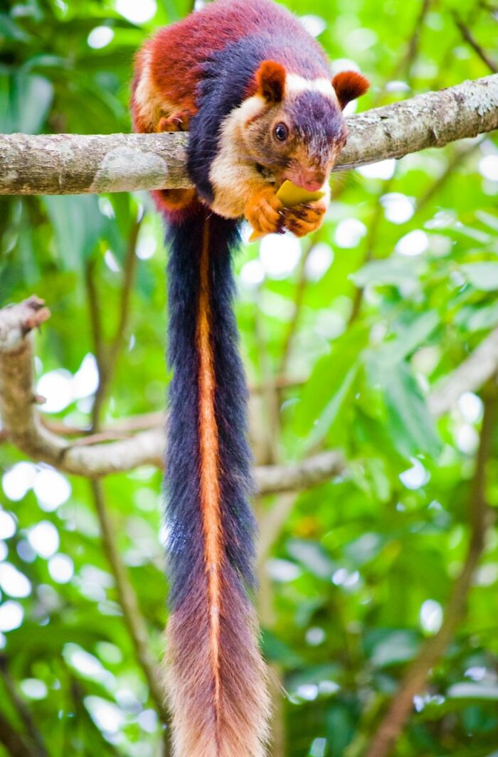 The Indian Giant Squirrel Can Grow To A Full Length Of Over A Metre