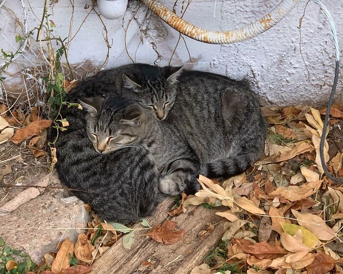 These 2 Stray Cats Are From The Same Litter And Absolutely Love To Sleep Together Outside My Apartment