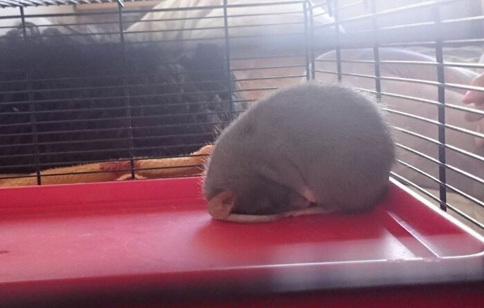 My Girlfriend's Pet Rat Sleeping