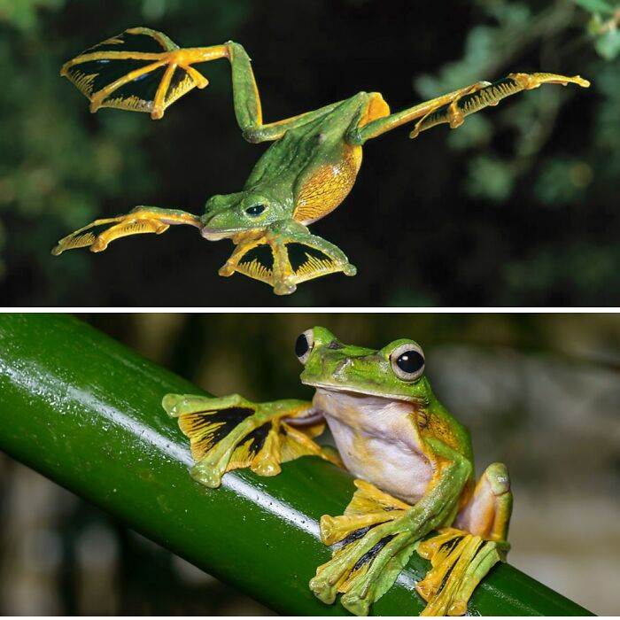 Wallace's Flying Frog, Also Known As The Gliding Frog, Has Adapted Membranes Between Its Long Toes. It Uses These Membranes, By Splaying Out Its Toes, To Glide From Tree To Tree Or To The Ground - Sometimes Covering Distances Of 50 Feet (Over 15 Metres) Or More