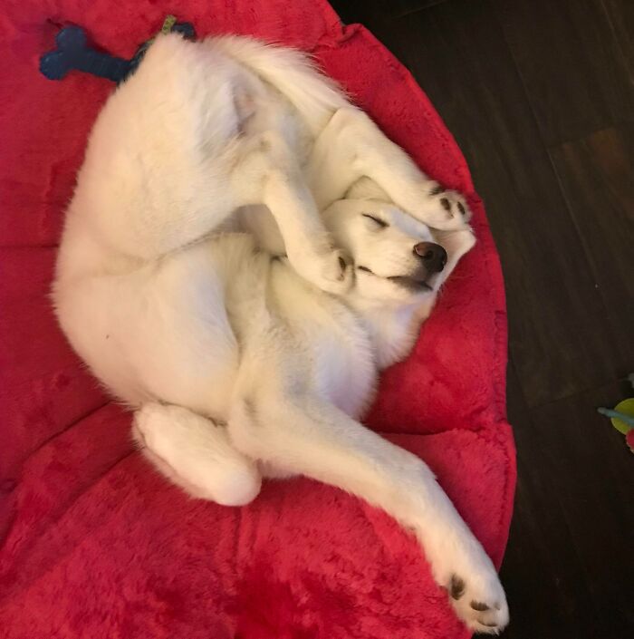 A white dog on a dog bed with his legs at all different angles as happily snoozes.