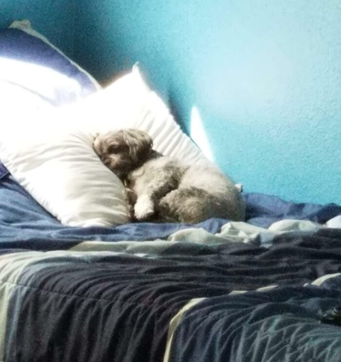 I Left Home For The Military A Few Months Ago And My Dad Took A Pic Of My Dog Sleeping On My Bed