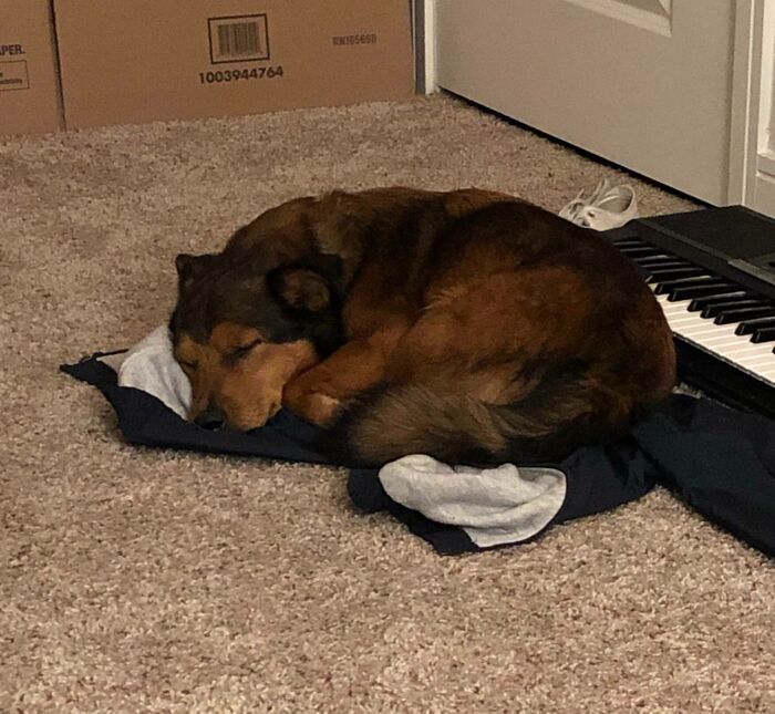 My Dog Has His Choice Of The Couch, Two Dog Beds, And At Least 6 Blankets To Sleep On, Yet He Dragged My Jacket Down From A Chair And Curled Up On It