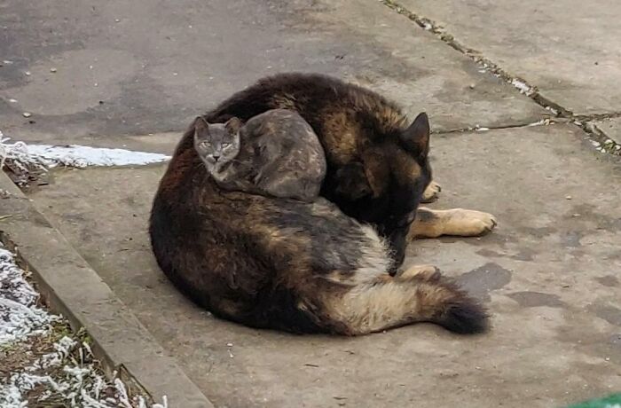 This Is How My Neighbor's Dog And Cat Usually Sleep. This Was The First Time I Could Take A Picture Of Them Without Waking Up The German Shepherd