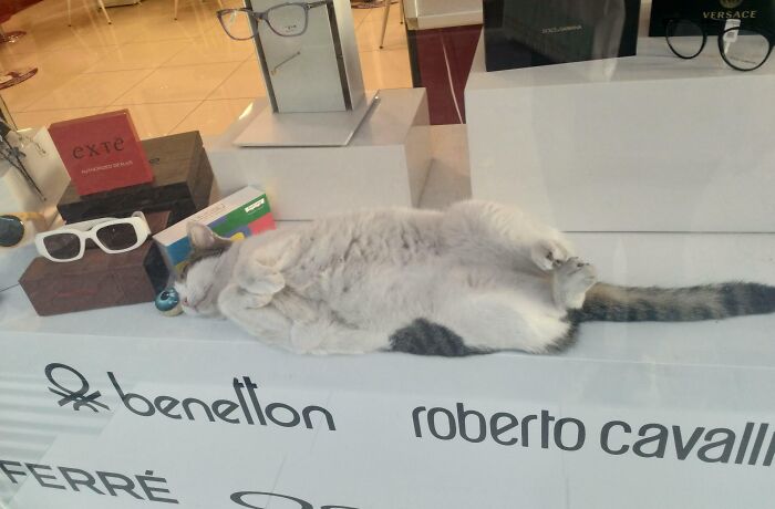 An Optician Cat Caught Sleeping On Duty