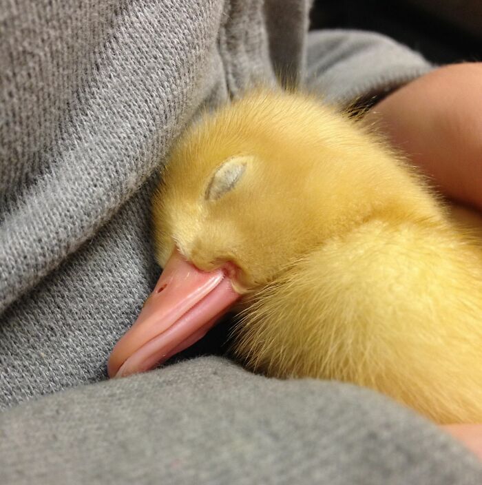 This Baby Duck Is Sleeping, So People Who Are Also Going To Sleep Good Night And Dream About Ducks