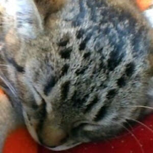 elenasorrentino avatar