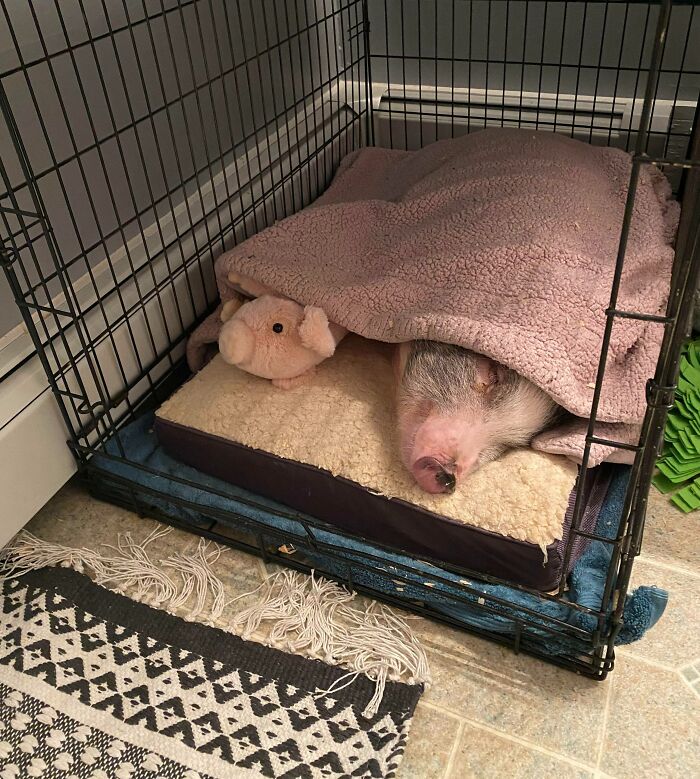 My Pig, Sleeping With Her Pig