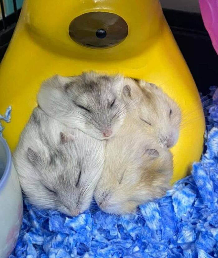I Have Prepared Enough Burrows For Hamsters But They Prefer To Sleep Together