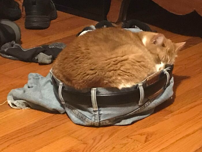 The Family Cat Likes To Sleep In My Pants