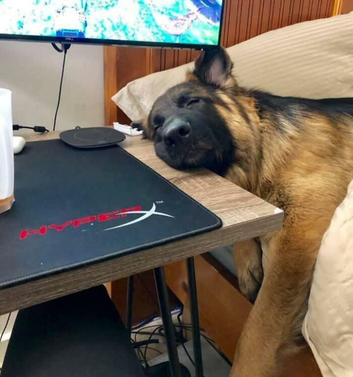 My Pup Loves To Sleep Like This When I’m At My Desk