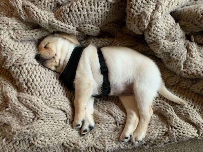 Sleep Tight Pupper