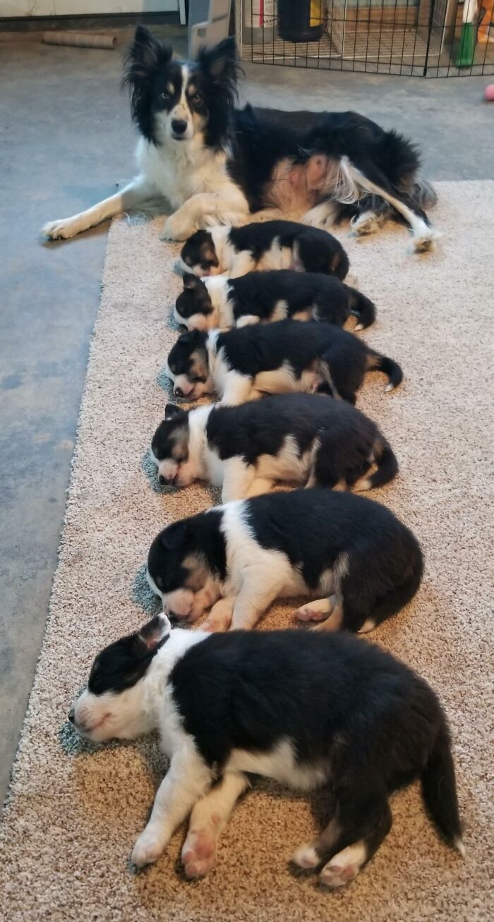 Cachorritos durmiendo sincronizados 