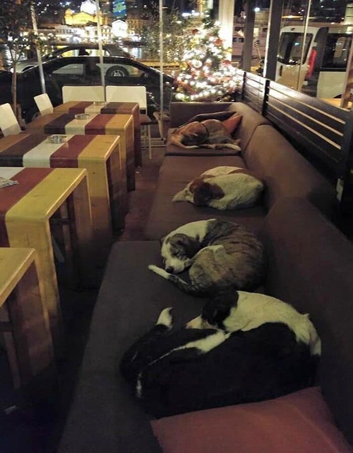 This Coffee Shop In Greece Lets The Stray Dogs Sleep Inside Every Night After The Customers Leave