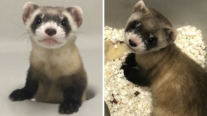 Black-Footed Ferrets Are Among The Most Endangered And Rarest Mammals Native To North America. In Fact, The Species Was Declared Extinct In 1979, However, In 1981 A Residual Wild Population Was Discovered In Wyoming. This Ferret, Born In 2020, Was The First Ever U.S. Endangered Animal To Be Cloned