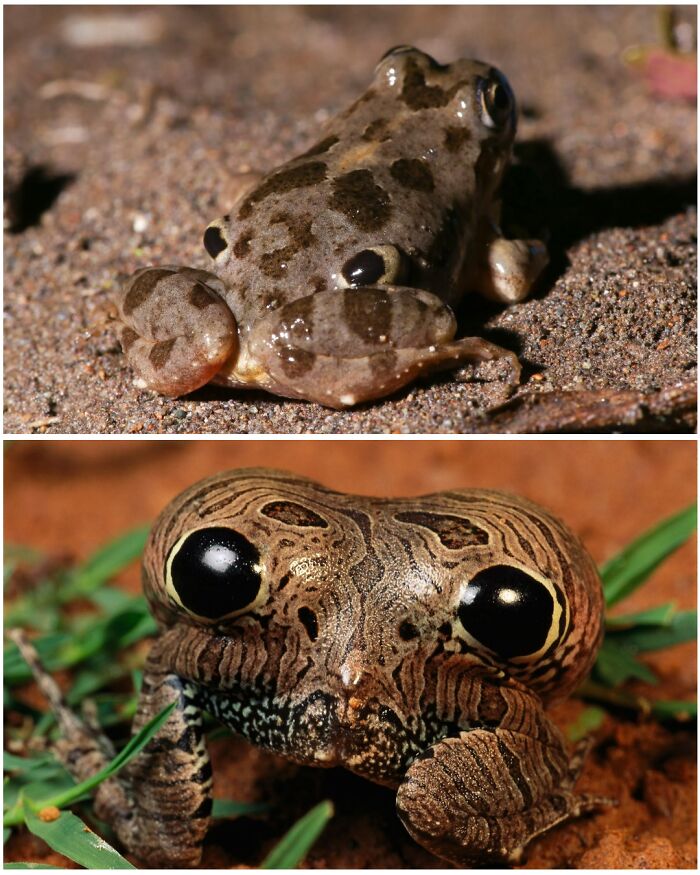 Some Frog Species Such As The Four-Eyed Frog (Top) Have Evolved Poisonous Glands That Serve As 'Eyespots' On Their Rears. Raising Their Rears, And Sometimes Inflating Them Like The Cuyaba Dwarf Frog (Bottom), They Trick Predators Into Thinking They're The Heads Of Larger Animals
