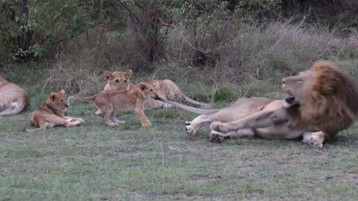 Between The Ages Of 6 And 10 Months, Lion Cubs Are Weaned, However, Just Because They Are No Longer Nursing Doesn't Mean They Have To Leave The Pride. Older Cubs And Their Younger Cub Siblings Will Often Play Together. Here We See The Older Cubs Teaching The Younger Cubs Not To Bite Their Dad