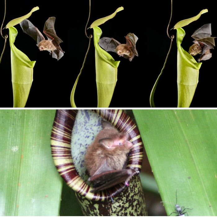 The Tropical Pitcher Plant (Nepenthes Hemsleyana) Attracts Bats By Reflecting Their Echolocation Cries. It Serves As A Shelter For Bats - They Crawl Inside In The Morning, Sleep There During The Day, And Leave At Night. In Return For Shelter, The Bats Poop Into The Plant, Providing It With Nitrogen