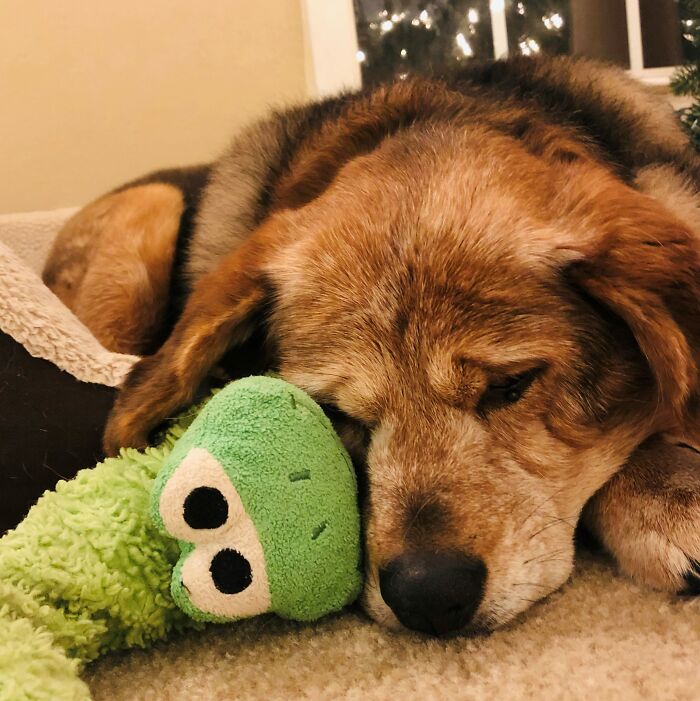 Almost 18-Year-Old And Still Sleeping With The Toy Frog She's Had For 14 Years