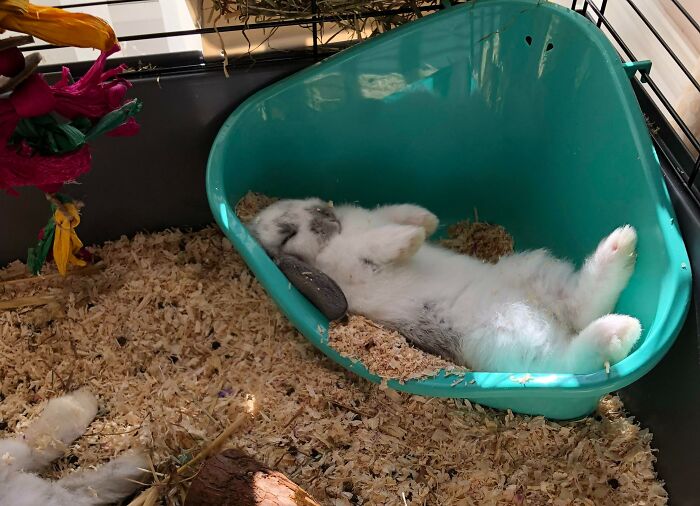 How Are My Boyfriend And His Sister’s Rabbit Sleeping Today