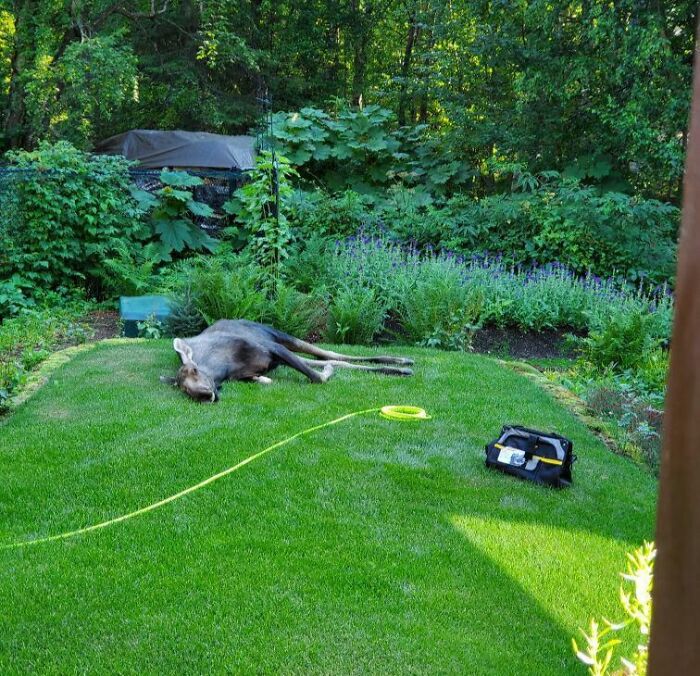 Un alce durmiendo la siesta en el jardín de mi padre 