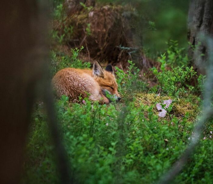 Sleeping Fox. I've Been Jokingly Thinking How Awesome It Would Be To Run Into A Sleeping Fox And Get A Picture Of It