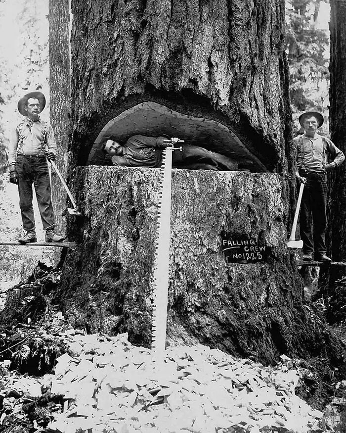 Lumberjacks Pose With A Douglas Fir Tree In Washington State, USA. 1899