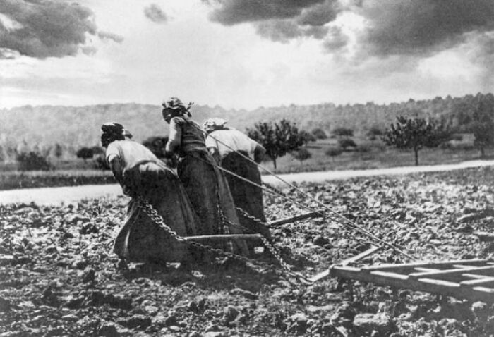 Women Pull Farm Equipment In A Field During World War I, In Oise, France, In 1917