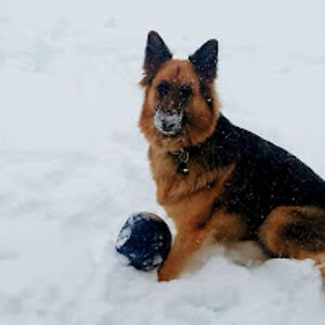 robertandrews_1 avatar