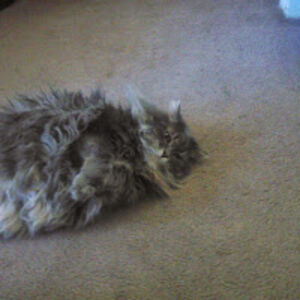 melanieboyagian avatar