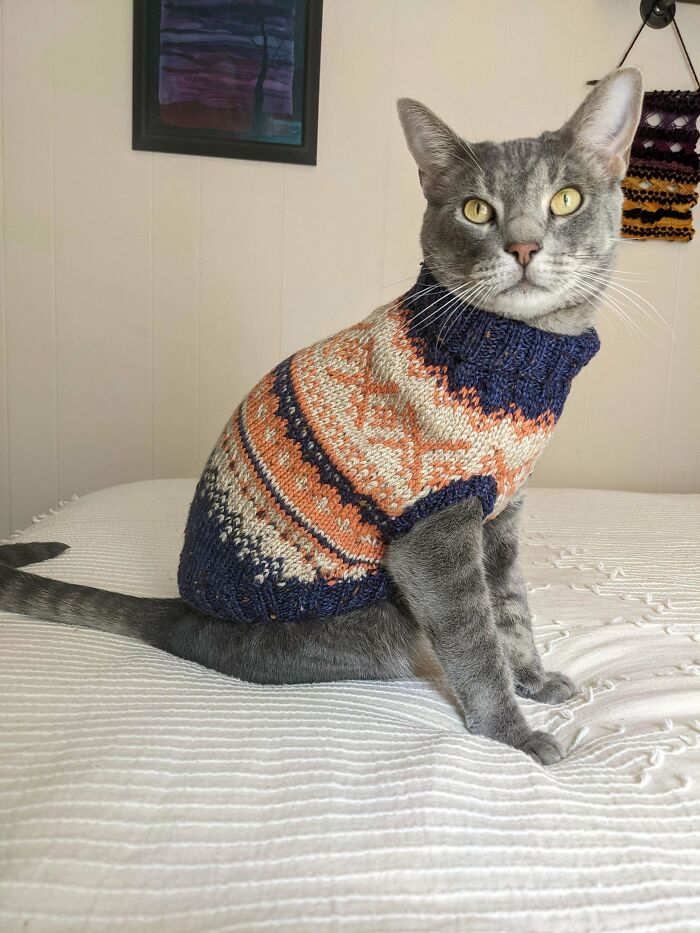 I Tried Out Stranded Colorwork By Knitting A Sweater For My Cat. Cat Says "No Thank You"
