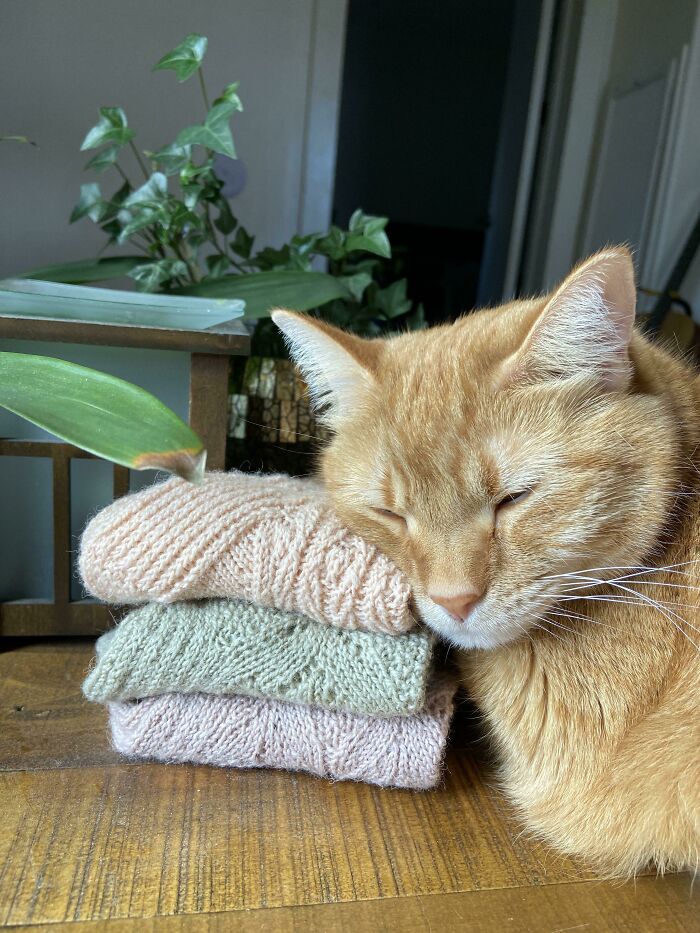 Please Enjoy My Cat Enjoying A Stack Of Finished Socks